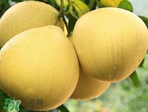 蜜柚怎么挑选?蜜柚怎么保存 蜜柚怎么挑选?蜜柚怎么保存