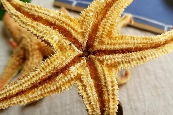 干海星可以和鸡煮吗 应该是可以的 干海星可以和鸡煮吗 应该是可以的