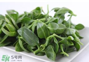 冰菜和穿心莲是同一种菜吗？冰菜和穿心莲是一科吗？