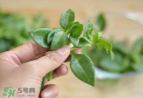 冰菜和穿心莲是同一种菜吗？冰菜和穿心莲是一科吗？