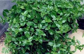 冰菜和穿心莲是同一种菜吗？冰菜和穿心莲是一科吗？