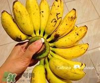 芭蕉热量高吗?芭蕉可以减肥吗 芭蕉热量高吗?芭蕉可以减肥吗