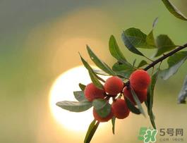 杨梅可以带上飞机吗?飞机能带杨梅吗? 杨梅可以带上飞机吗?飞机能带杨梅吗?