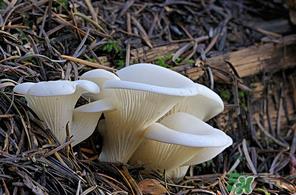 吃平菇会中毒吗?平菇吃了会中毒吗? 吃平菇会中毒吗?平菇吃了会中毒吗?