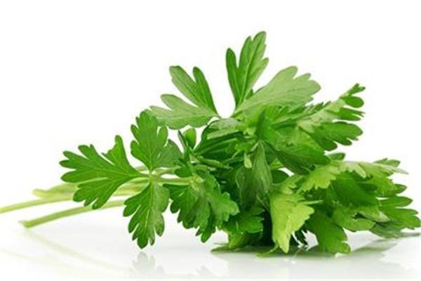 芹菜叶子能吃吗 芹菜叶子为什么要扔掉 芹菜叶子能吃吗 芹菜叶子为什么要扔掉