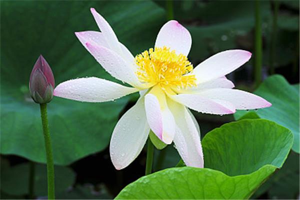莲子一天吃几个为好 莲子可以多吃吗 莲子一天吃几个为好 莲子可以多吃吗
