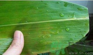 粽子怎么包好看图解法 粽子怎么包视频教程 粽子怎么包好看图解法 粽子怎么包视频教程