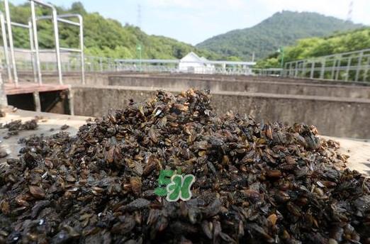 海瓜子多少钱一斤?西湖捞起的海瓜子能吃吗 海瓜子多少钱一斤?西湖捞起的海瓜子能吃吗