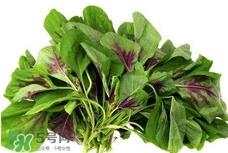 苋菜与什么相克?苋菜与什么食物相克 苋菜与什么相克?苋菜与什么食物相克
