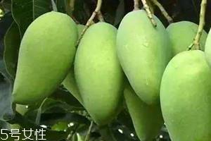 桂七芒几月成熟 桂七芒怎么算熟了 桂七芒几月成熟 桂七芒怎么算熟了