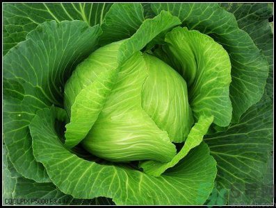 ​包菜外面的叶子坏了里面还能吃吗？包菜坏了一部分还能吃吗？