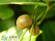 山药豆要去皮吗?山药豆要剥皮吗? 山药豆要去皮吗?山药豆要剥皮吗?