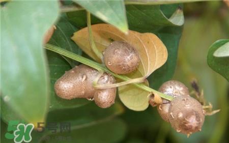 山药豆要去皮吗?山药豆要剥皮吗? 山药豆要去皮吗?山药豆要剥皮吗?