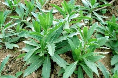 ​荠荠菜的作用与功效 荠荠菜长什么样子