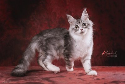 ​原来“缅因猫”这么“可怕”，怪不得养过的人，都说不会再养了