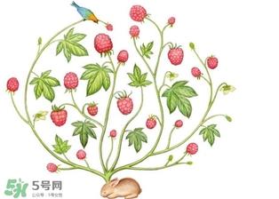 覆盆子和树莓的区别 覆盆子与树莓的区别 覆盆子和树莓的区别 覆盆子与树莓的区别