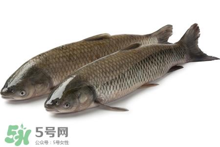 孕妇可以吃草鱼吗?怀孕了能吃草鱼吗? 孕妇可以吃草鱼吗?怀孕了能吃草鱼吗?