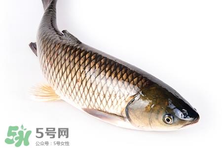 孕妇可以吃草鱼吗?怀孕了能吃草鱼吗? 孕妇可以吃草鱼吗?怀孕了能吃草鱼吗?