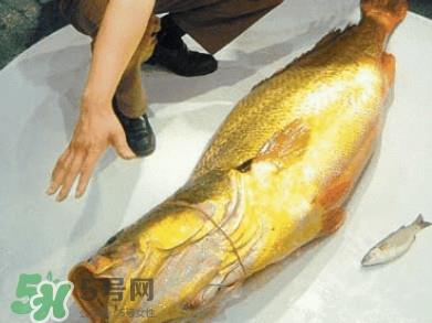 金钱鳘有什么用?金钱鳘有什么作用 金钱鳘有什么用?金钱鳘有什么作用