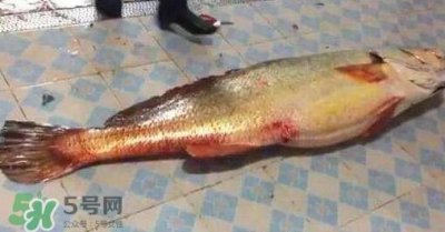 ​金钱鳘有什么用？金钱鳘有什么作用