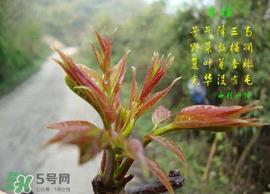 香椿臭吗?香椿为什么那么臭? 香椿臭吗?香椿为什么那么臭?