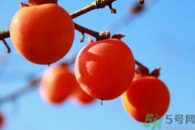 柿子一天最多吃几个?柿子一次能吃几个? 柿子一天最多吃几个?柿子一次能吃几个?