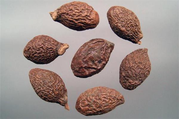 胖大海什么时候喝最好 胖大海晚上能喝吗 胖大海什么时候喝最好 胖大海晚上能喝吗
