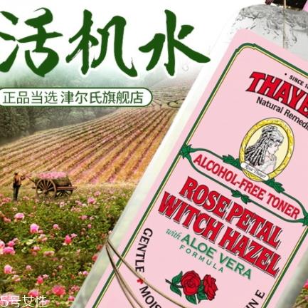 北美金缕梅的功效与作用