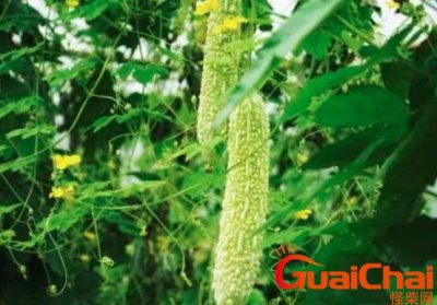​苦瓜植物价绍-苦瓜有什么功效？