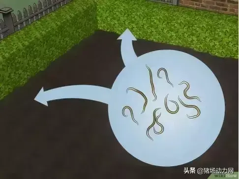 蜱虫最怕的克星是什么，教你如何彻底消灭蜱虫