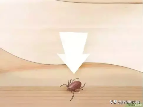 蜱虫最怕的克星是什么，教你如何彻底消灭蜱虫