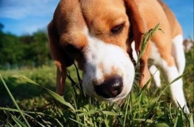 ​要养狗的女生，可以考虑这几种大型犬，你知道真相吗？女生养犬的话建议养哪种