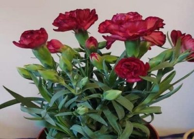 ​康乃馨醒花需要多长时间（康乃馨醒花的正确方法和技巧）