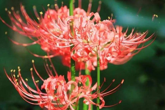 曼珠沙华和彼岸花是同一种花吗(图)(图2)