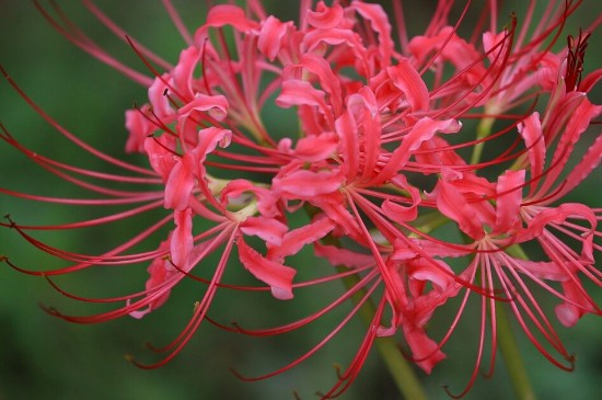 曼珠沙华和彼岸花是同一种花吗(图)(图3)