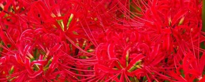 ​曼珠沙华和彼岸花是同一种花吗（图）