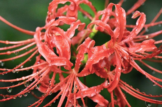 曼珠沙华和彼岸花是同一种花吗(图)(图4)