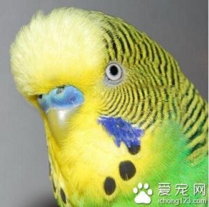 ​虎皮鹦鹉有点拉稀正常吗（虎皮鹦鹉拉肚子）