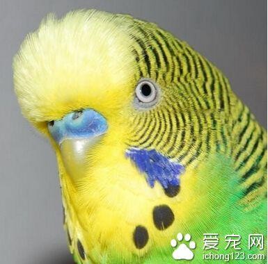 虎皮鹦鹉有点拉稀正常吗（虎皮鹦鹉拉肚子）(1)