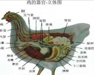 ​鸡是如何交配的？