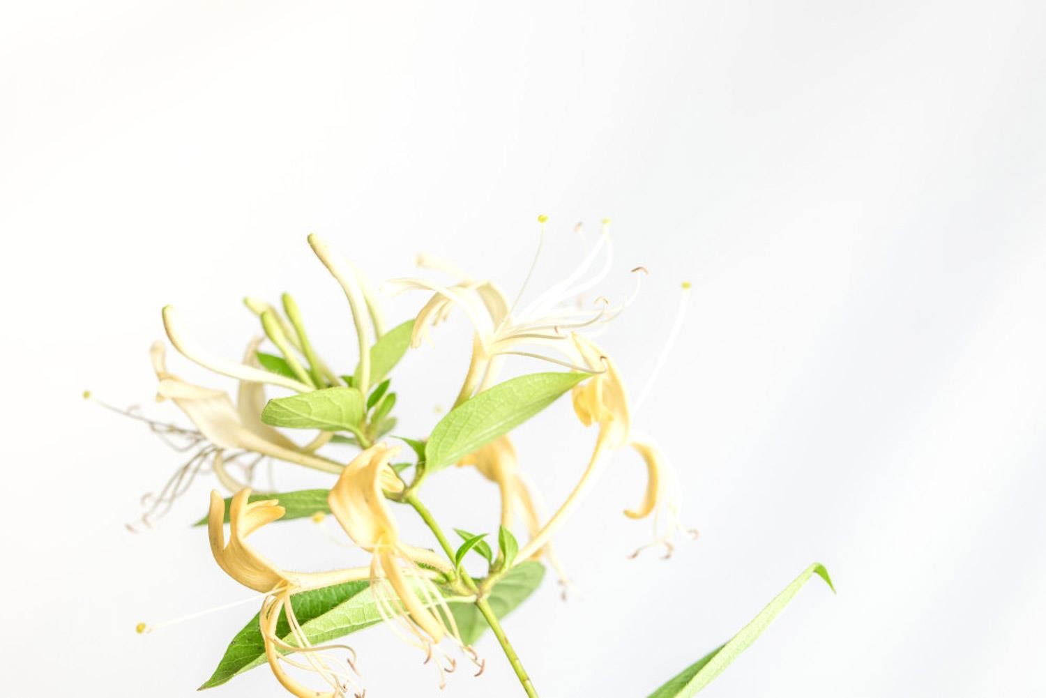 金银花 金银花