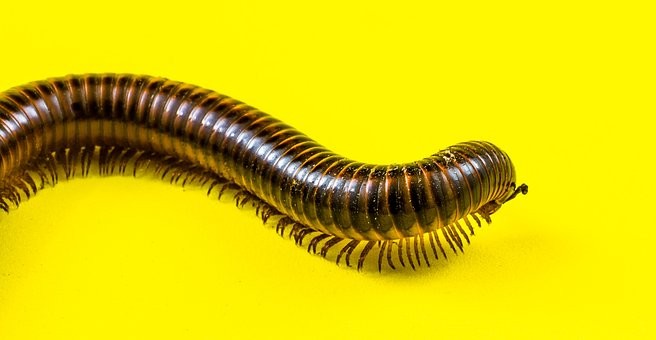 arthropod-346151__340.jpg
