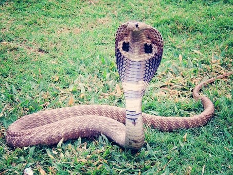 king-cobra-405623__340.jpg