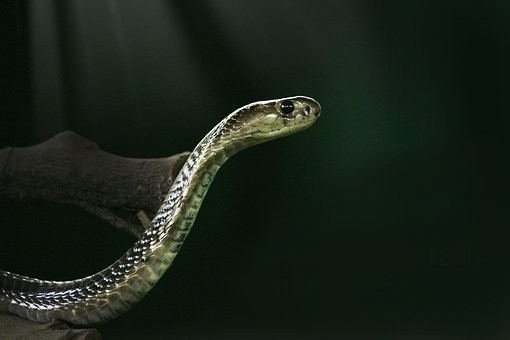 king-cobra-3498625__340.jpg
