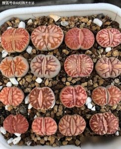​最不建议买的多肉，“生石花”，新手指定养不好，必然徒长！
