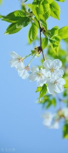 ​护眼清新手机壁纸