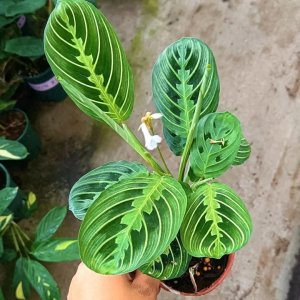 ​室内绿植竹芋种类大全，总有你喜欢的一款（二）
