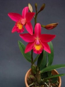 ​兰花之王——卡特兰