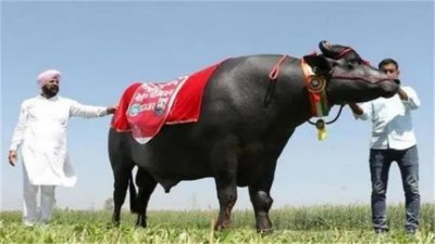 ​印度“神牛”身价2.4亿卢比，配一次种收5万元，它凭什么这么贵？