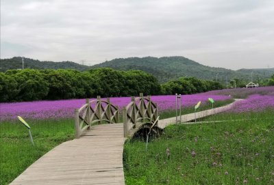 ​又到＂赏海＂的季节一江北荪湖花海